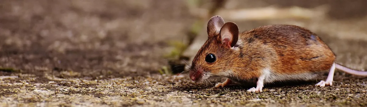 A brown wood mouse crouching on bare ground