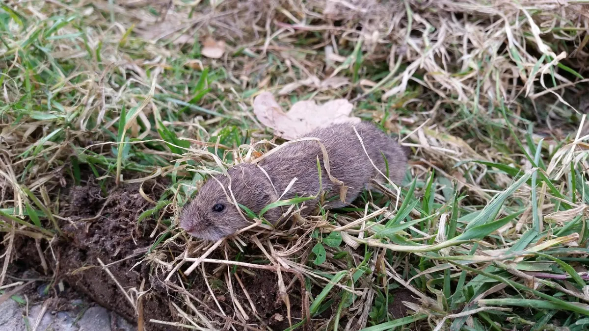 A small brown vole in dry grass beside a burrow opening